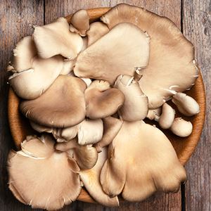 Oyster Mushroom